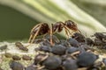 Colony of aphids and brown ant Royalty Free Stock Photo