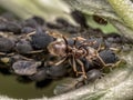 Colony of aphids and brown ant Royalty Free Stock Photo