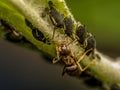 Colony of aphids and brown ant Royalty Free Stock Photo