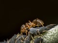 Colony of aphids and brown ant Royalty Free Stock Photo