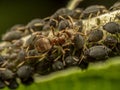 Colony of aphids and brown ant Royalty Free Stock Photo