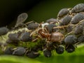 Colony of aphids and brown ant Royalty Free Stock Photo
