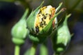 Colony of aphids on bud of yellow rose Royalty Free Stock Photo