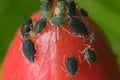 Colony of aphids on a small berry of a plant. A small red fruit attacked by sap sucking aphids. Close up shot Royalty Free Stock Photo