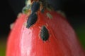 Colony of aphids on a small berry of a plant. A small red fruit attacked by sap sucking aphids. Close up shot Royalty Free Stock Photo