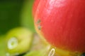 Colony of aphids on a small berry of a plant. A small red fruit attacked by sap sucking aphids. Close up shot Royalty Free Stock Photo