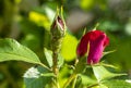 Colony of aphids on a young rosebud close-up