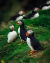 Colony of Atlantic puffins in natural habitat Royalty Free Stock Photo