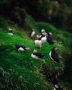 Colony of Atlantic puffins in natural habitat Royalty Free Stock Photo