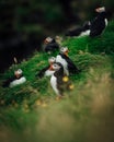 Colony of Atlantic puffins in natural habitat Royalty Free Stock Photo