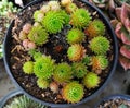 colony of succulent in small pot