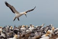 Colony of Australasian Gannets, Morus serrator Royalty Free Stock Photo