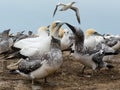 Colony of Australasian Gannets, Morus serrator Royalty Free Stock Photo