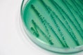 Colony of bacteria in culture medium plate. Royalty Free Stock Photo