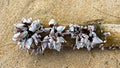 A colony of barnacles with broken shells on a log Royalty Free Stock Photo
