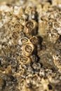 colony of barnacles