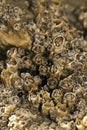 colony of barnacles