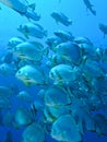 Colony of Bat fish Royalty Free Stock Photo