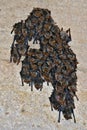 Colony of bats on cave ceiling