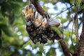 Straw coloured fruit bat, eidolon helvum
