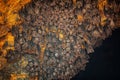 Colony of Bats at Goa Lawah Bat Cave Temple in Bali