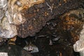 Colony of bats, hanging from the ceiling of Goa Lawah Bat Cave Temple and sleeping, Bali, Indonesia. Some bats fly under a rock