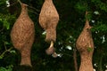 A Baya Weaver is building elegant nests Royalty Free Stock Photo