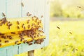 A colony of bees near the hive, soft focus. Swarm of bees.