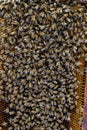 Colony of bees working on honeycomb making honey Royalty Free Stock Photo