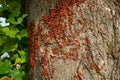 Colony of beetles firebugs attacks an old tree Royalty Free Stock Photo