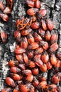 Colony of beetles Pyrrhocoris apterus on a tree trunk Royalty Free Stock Photo