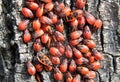 Colony of beetles Pyrrhocoris apterus on a tree trunk Royalty Free Stock Photo