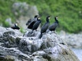 Colony of big black cormorants sitting on rock Royalty Free Stock Photo
