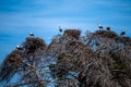 A colony of birds on a tree. White stork, Ciconia ciconia Royalty Free Stock Photo