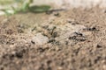 Colony black ants crawling near hole anthill close-up. Together insects working.