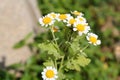 Colony of black bean aphid Aphis fabae on flowers of Achillea ptarmica or European pellitory