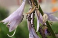 Colony of black bean aphid Aphis fabae on flowers of plantain lily or Hosta