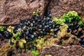 A colony of black bivalve seashells grows on red granite stones in the Black Sea in Zalizny Port Ukraine. Natural pattern of