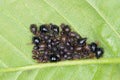 Colony of the Black Cherry Aphid or cherry blackfly Myzus cerasi on leaf of cherries.