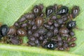 Colony of the Black Cherry Aphid or cherry blackfly Myzus cerasi on leaf of cherries.
