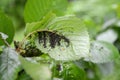 Colony of a black plant louse on sweet cherry leaves Royalty Free Stock Photo