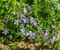 Colony Blue Dogbane, Amsonia tabernaemobtana Royalty Free Stock Photo