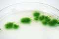 Colony of blue green algae in culture medium plate. Royalty Free Stock Photo