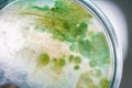 Colony of blue green algae in culture medium plate. Royalty Free Stock Photo