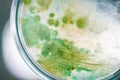 Colony of blue green algae in culture medium plate. Royalty Free Stock Photo