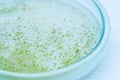 Colony of blue green algae in culture medium plate Royalty Free Stock Photo