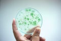 Colony of blue green algae in culture medium plate. Royalty Free Stock Photo