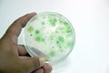 Colony of blue green algae in culture medium plate Royalty Free Stock Photo