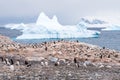 Colony of breeding Gentoo penguins on Cuverville Island and icebergs in Errera Channel, Western Antarctic Peninsula, Antarctica Royalty Free Stock Photo