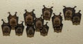 Colony of Brown Bats Hanging Upside Down on Off-White Ceiling Royalty Free Stock Photo